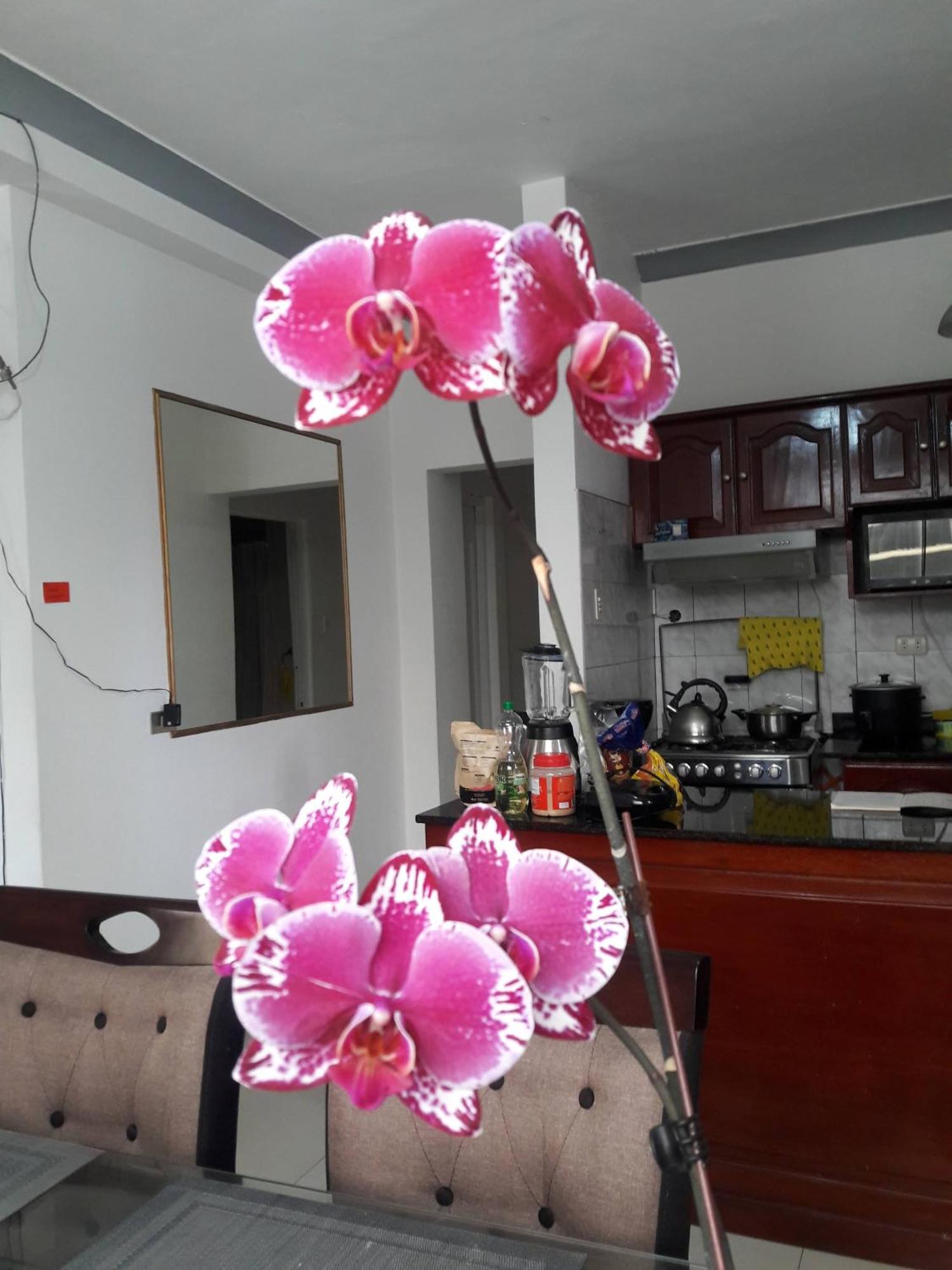 Miraflores Departamentos 利马 外观 照片